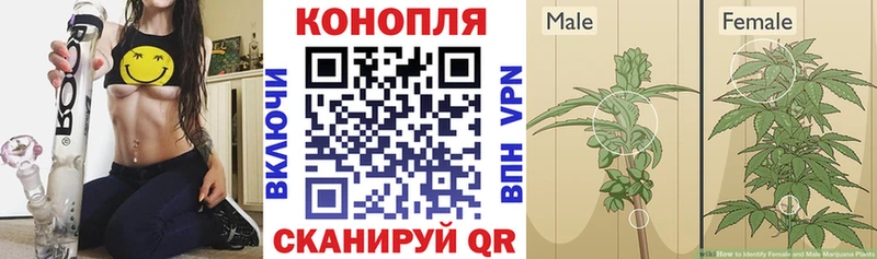 omg вход  Губкинский  Марихуана семена 